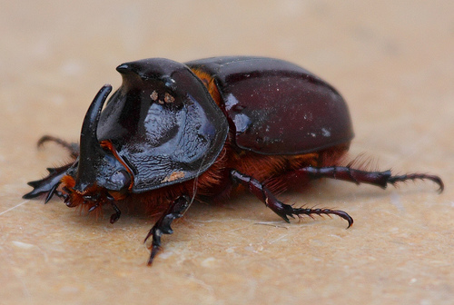 Jendela Hewan Mengenal Kumbang Serangga Unik Bertanduk