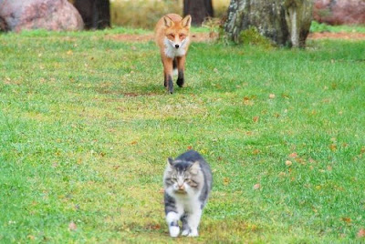 Cat vs Fox  Seen On www.coolpicturegallery.us