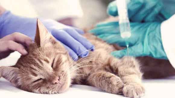 Protect cats from diseases
