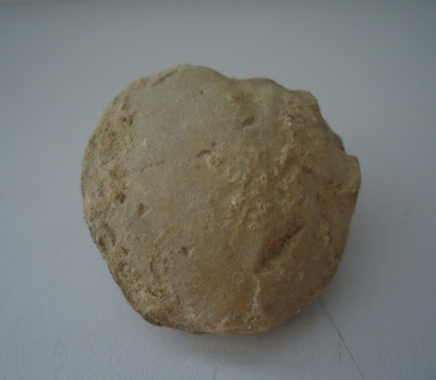 Fossil Tortoise/Turtle egg 