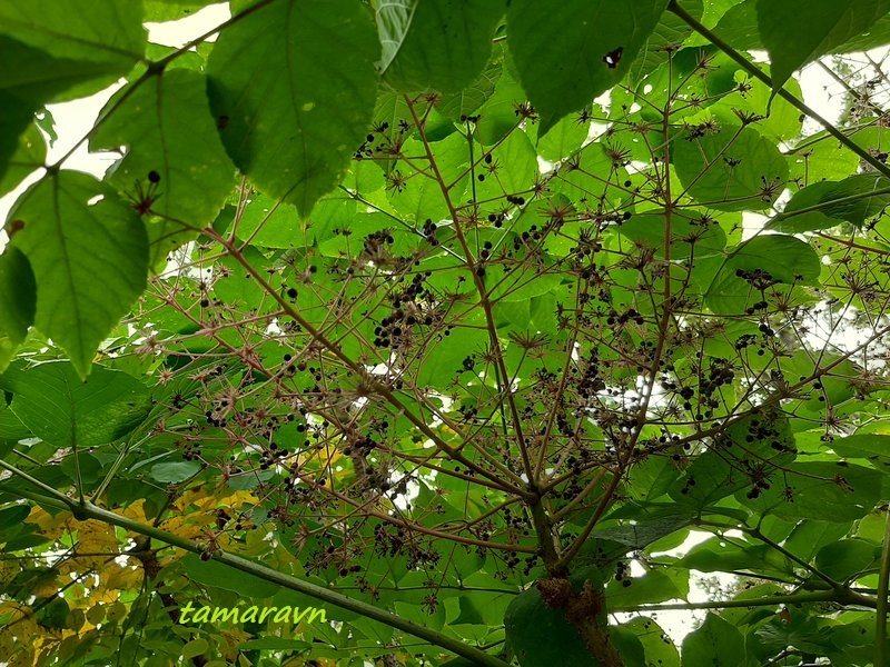 Аралия высокая / Аралия маньчжурская (Aralia elata, =Aralia mandshurica)