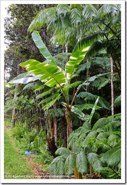 140805_Hawaii_BananaAeAe_025