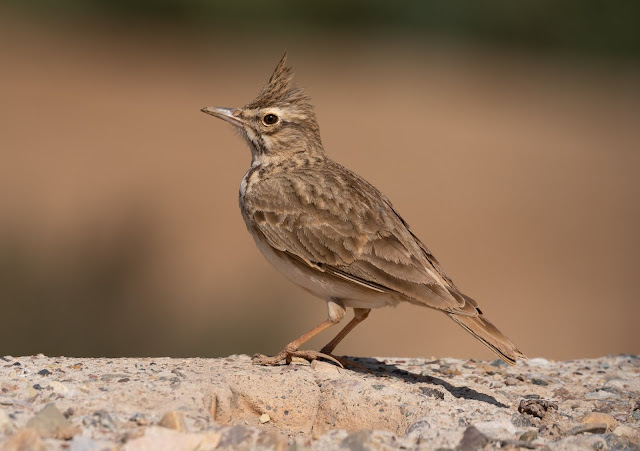 Crested Lark - Oued Massa, Morocco