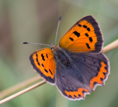 Small Copper, Lycaena phlaeas.  Butterfly walk in Darrick and Newstead Woods, 23 July 2011.