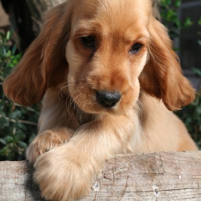 Cocker Spaniel Puppies on The Dog In World  Cocker Spaniel Dogs