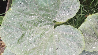 Ash gathering on pumpkin leaves. Photo Credit: Susan Carter