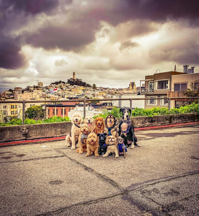The best dog group photo that you'll see
