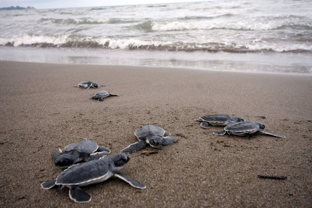 Liberación de Tortugas 