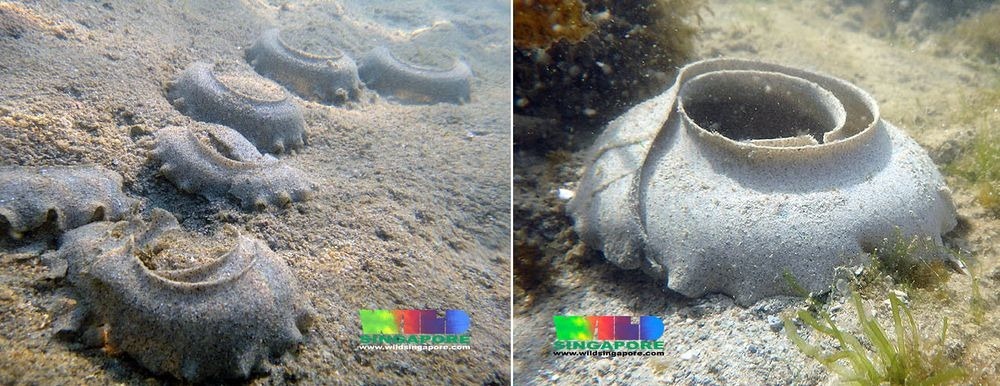 sand-collar-moon-snail-7