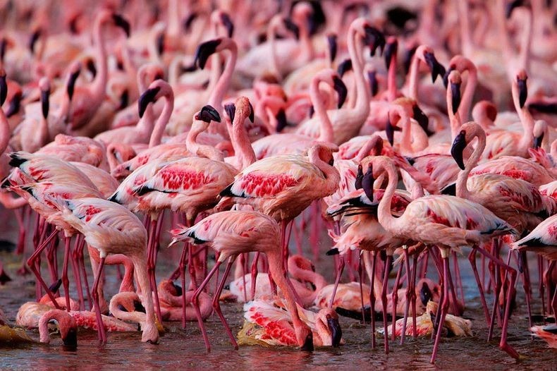 lake-nakuru-flamingos-12 lake-nakuru-flamingos-12