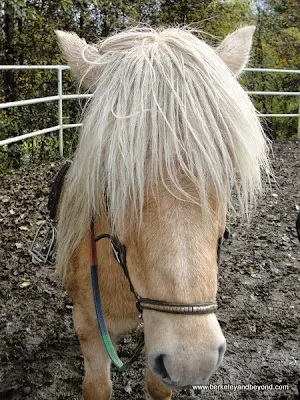 blonde Iceland horse at Fridheimar Greenhouse in Iceland