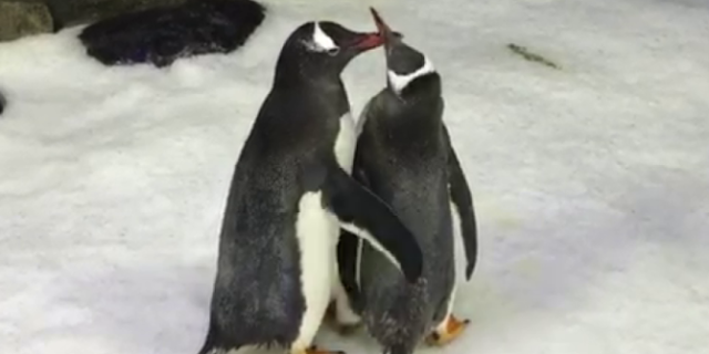 Pasangan penguin sesama jenis diberi telur adopsi