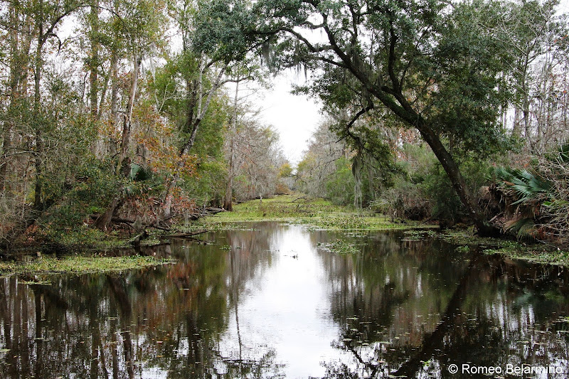 Louisiana Swamps and Bayous New Orleans Swamp Tour