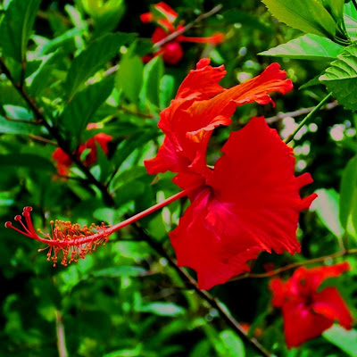 HIBISCUS copyright cosanostradamus