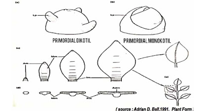 primordial daun