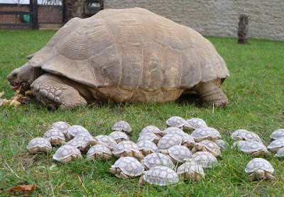 Image result for tortoise facts