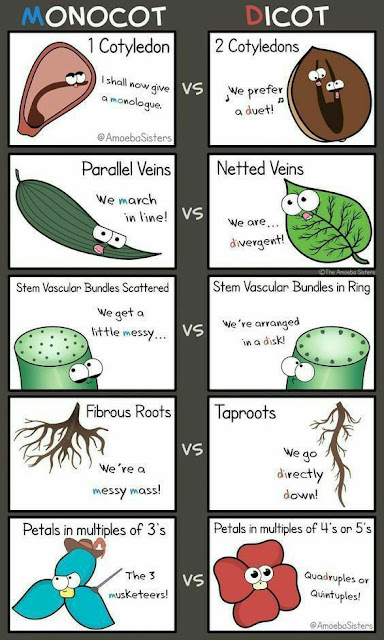 Difference between Monocot and Dicot