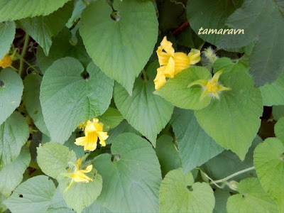 Тладианта сомнительная (Thladiantha dubia)