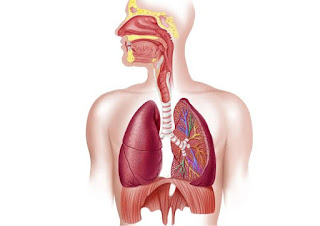 Lung diagram | Lungs image | Simple lungs diagram