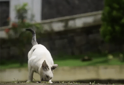 Art Cat GIF • Cinemagraph • Still feral cat enjoying his delicious dinner, just wagging his tail [ok-cats.com]