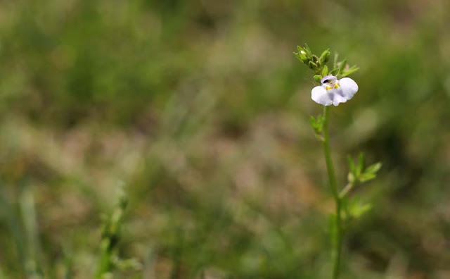 Mazus Japonicus Flowers Pictures