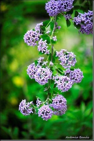 10_DSC4837x1buddleja alternifolia