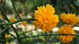 Floretes grogues al Parc de les Aigües (Barcelona) per Teresa Grau Ros