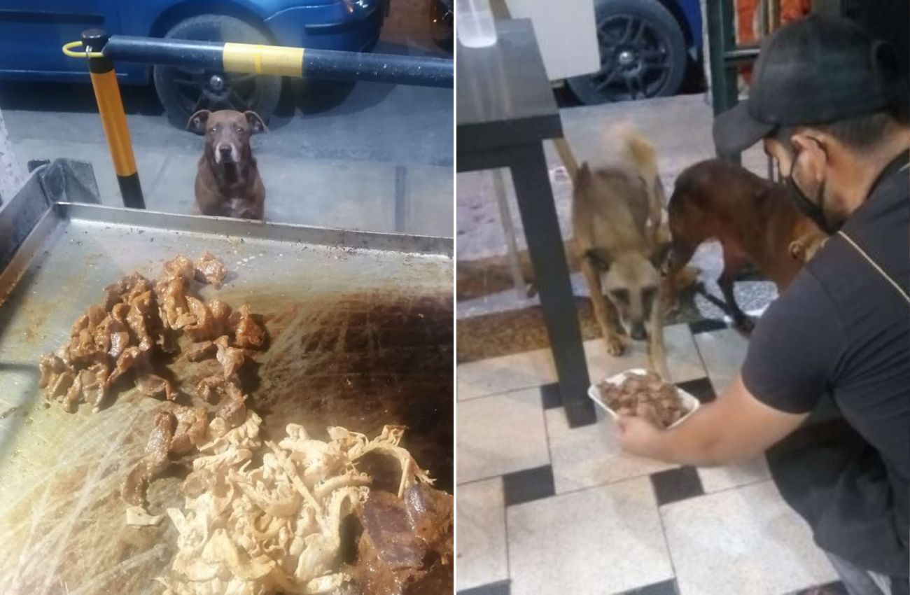 Dono de restaurante prepara uma refeição grátis para cada cão de rua que o visita + Fotos