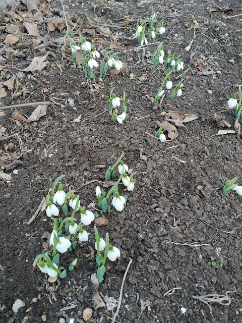 Snowdrops, Yambol,