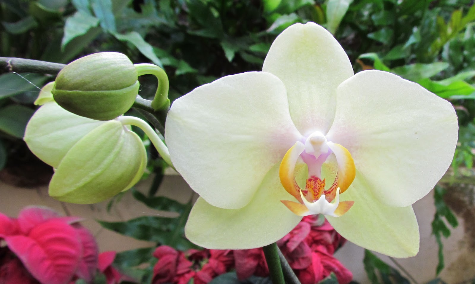 Fotos De Flores Tipicas De Puerto Rico - Dibujos para colorear Flores 110 imágenes Educima