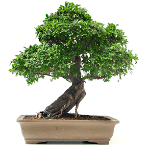 10 consejos como cuidar un bonsai