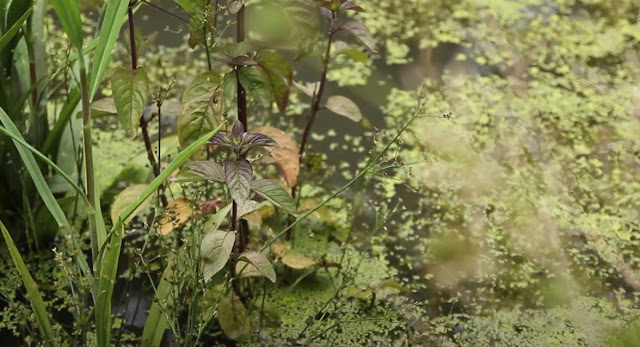 10 plantes à cueillir l'été (vidéo)