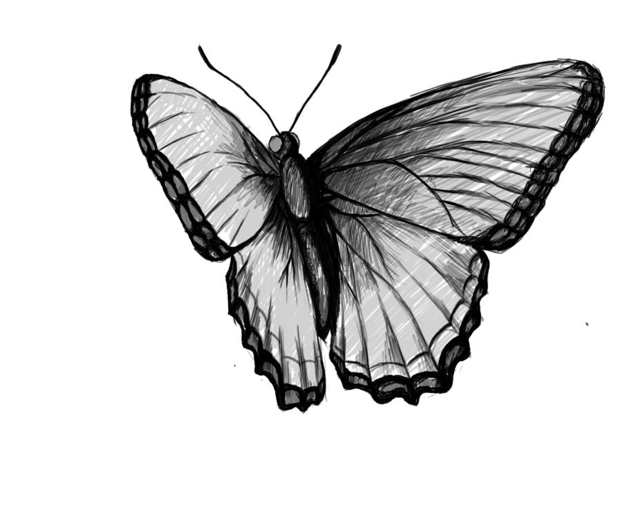 Butterfly Drawing | 3D Drawing