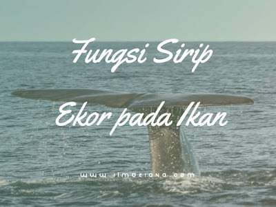  Tahukah kamu apa fungsi sirip ekor pada ikan 3+ Fungsi Sirip Ekor pada Ikan