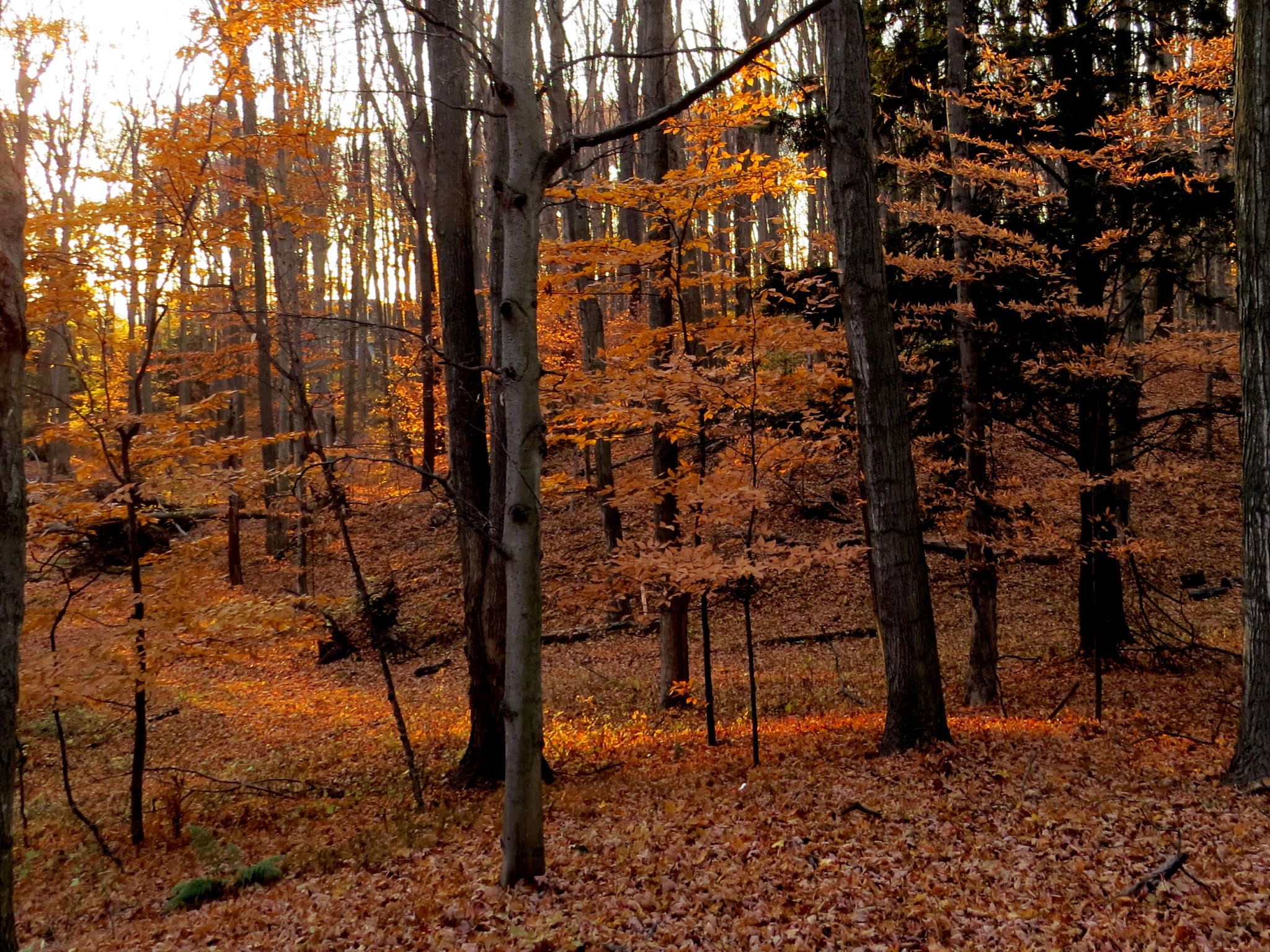 orange light in forest