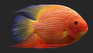 Ikan Severum