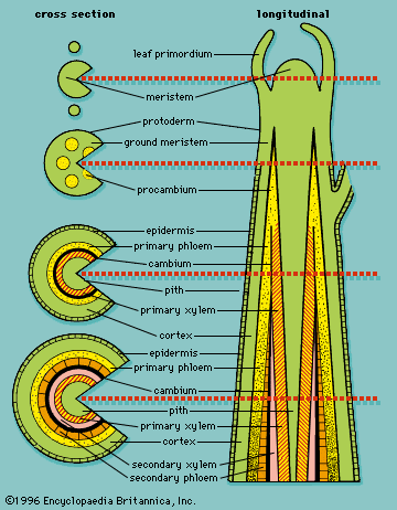 Jaringan Meristem (Jaringan Embrional) - Biologi Umum