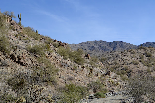 saguaro cactus on a hill side