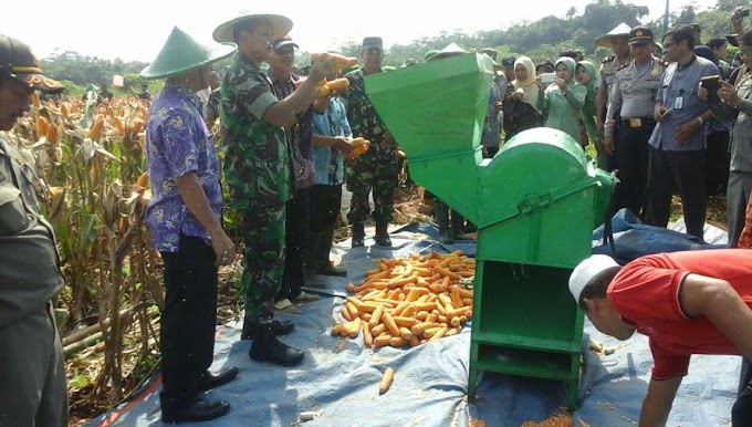 Dandim 0506/Tgr Panen Jagung Hibrida 212 Wiro Sableng