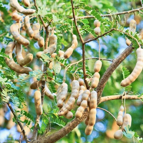 pohon asam jawa berkualitas Tanjungbalai