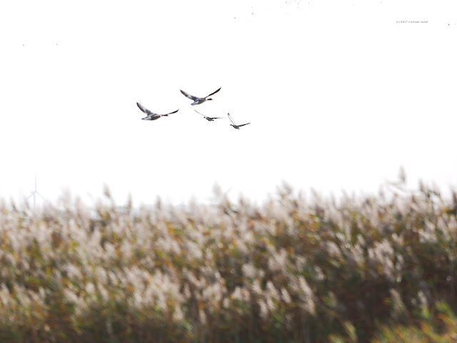 BIF Birds in flight