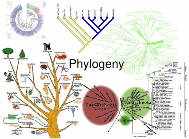 apa yang dimaksud dengan filogeni