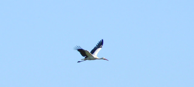 White Stork Ciconia ciconia, Brouage marshes, Charente-Maritime. France. Photo by Loire Valley Time Travel.