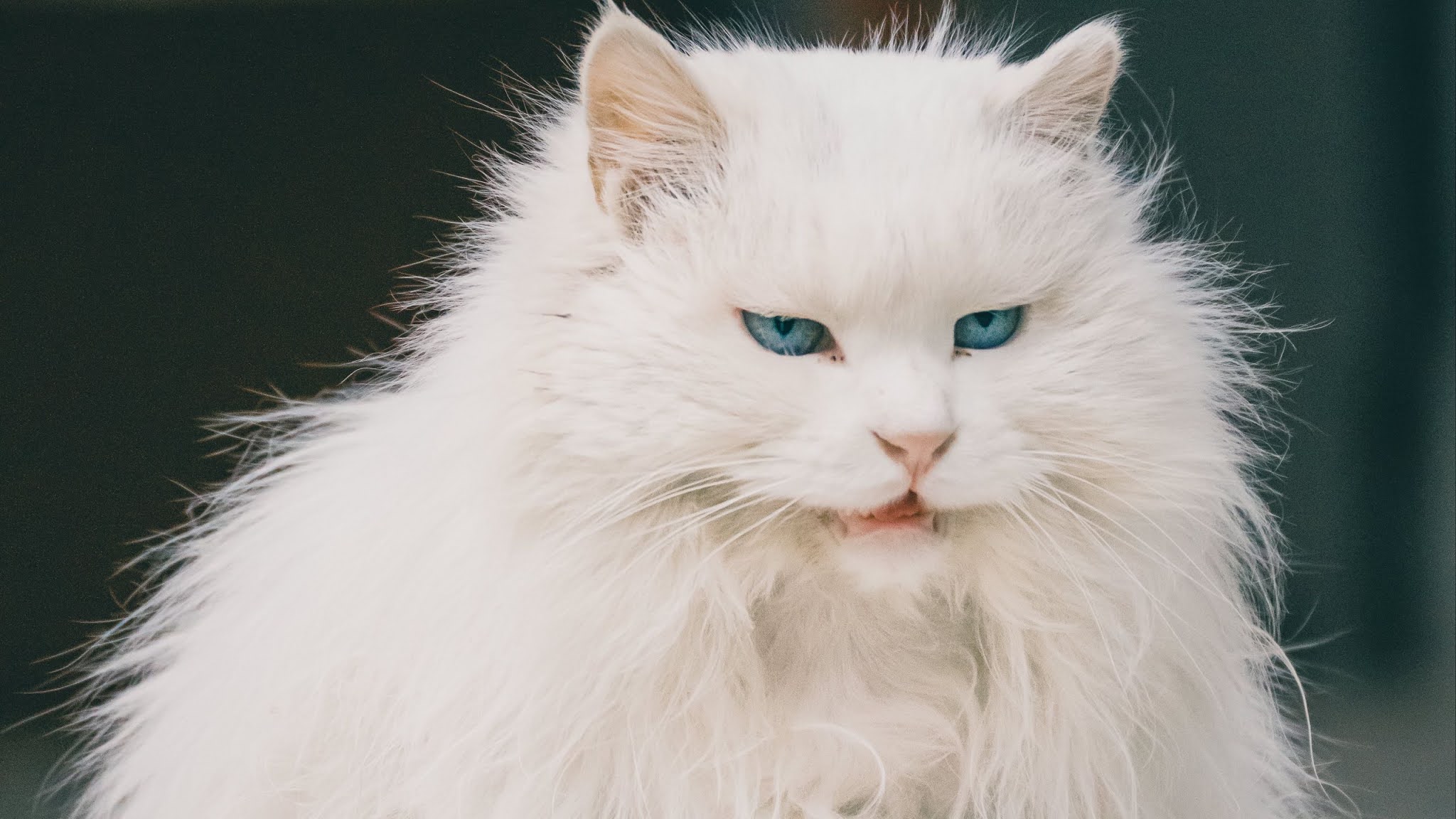 Free Fluffy White Cat Blue Eyes Wallpaper