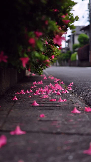 Papel de Parede Pétalas de Flor Rosas no Chão