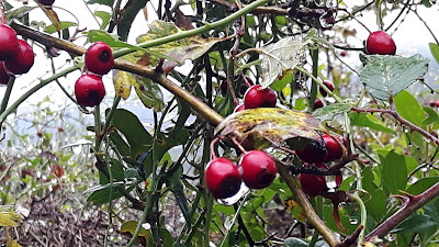 Fruits vermells de Crataegus monogina  amb gotes de pluja