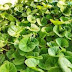 Indian pennywort হেলাফেলা করবেন না,থানকুনির উপকার অনেক  