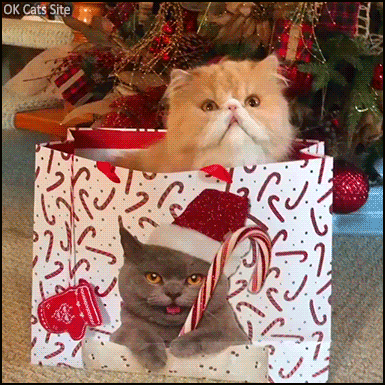 12 02 20 Cat Gif Site