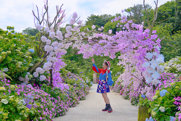 2023萬里繡球花季「高家繡球花田」第三園區，繽紛花海好浪漫