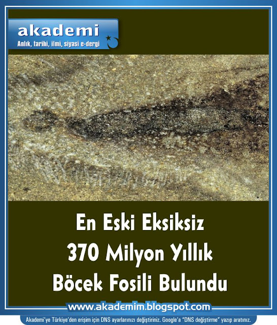 En Eski Eksiksiz 370 Milyon Yıllık Böcek Fosili Bulundu